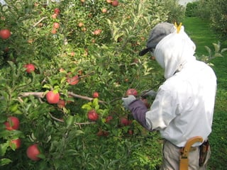 りんごの除袋作業